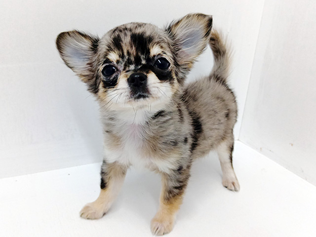 富山県のチワワ(ロング) (ペッツファースト富山店/2026年1月5日生まれ/女の子/ブルーマール)の子犬