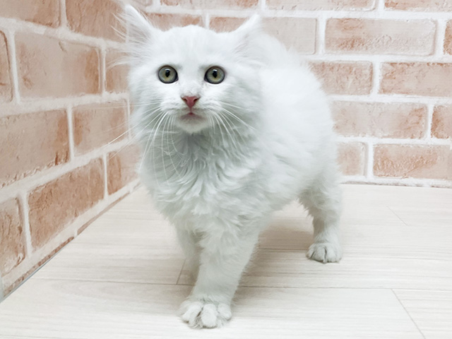長野県のメインクーン (ペッツファースト須坂店/2026年2月4日生まれ/男の子/ホワイト)の子猫の1枚目の画像