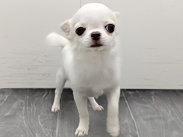 石川県のチワワ(スムース) (ペッツファースト御経塚店/2025年10月8日生まれ/女の子/ホワイトクリーム)の子犬