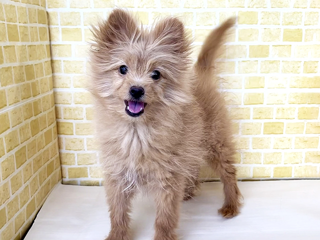 新潟県のポメプー(ポメラニアン×プードル) (ペッツファースト長岡店/2025年12月8日生まれ/男の子/アプリコット)の子犬