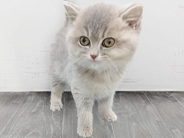 石川県のブリティッシュショートヘアー (ペッツファースト御経塚店/2026年1月30日生まれ/女の子/ブルーシェーデットゴールデン)の子猫の1枚目の画像