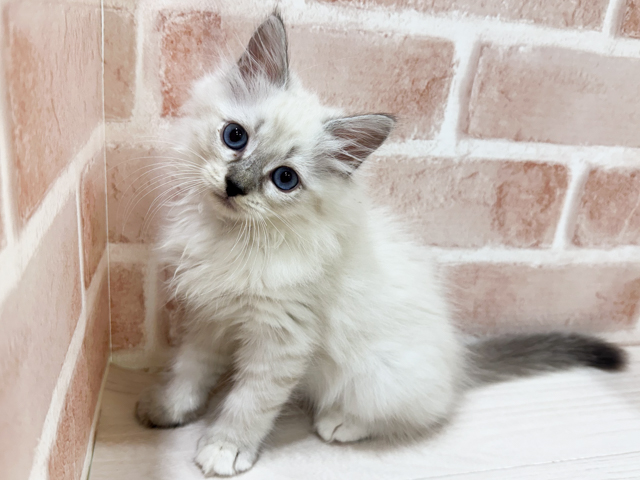 ネヴァマスカレード