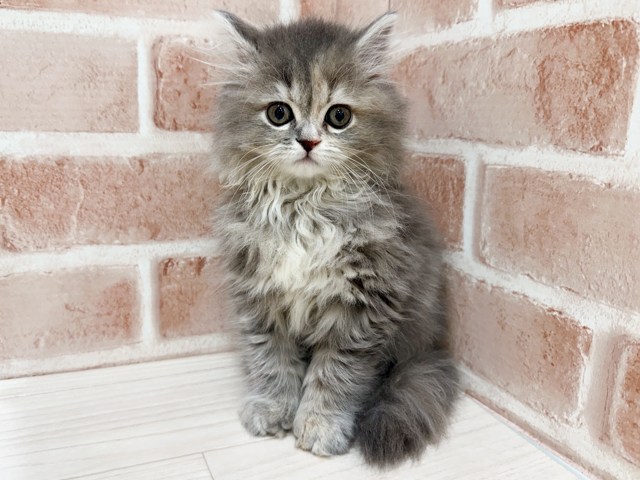 神奈川県のラガマフィン (ペッツファーストfor cats横浜元町店/2026年2月16日生まれ/女の子/ブルーパッチドタビー)の子猫の1枚目の画像