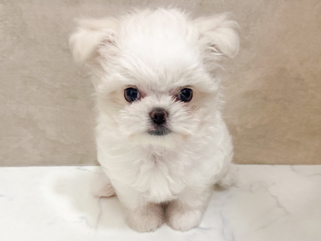 チワマル