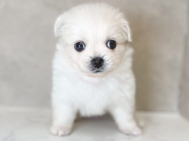 ポメラニアンミックス