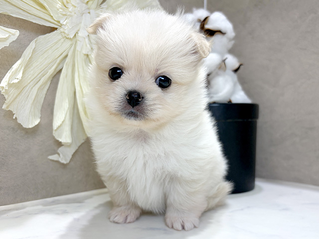 兵庫県のペキポメ/ポメペキ(ペキニーズ×ポメラニアン) (ペッツファースト神戸三宮センター街店/2026年2月16日生まれ/女の子/クリームホワイト)の子犬