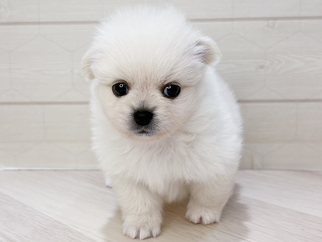 ポメラニアンミックス