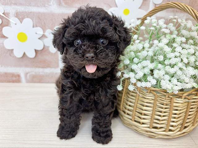 鹿児島県のトイプードル(タイニー) (ペッツファースト鹿児島店/2026年2月16日生まれ/女の子/ブラウン)の子犬の1枚目の画像
