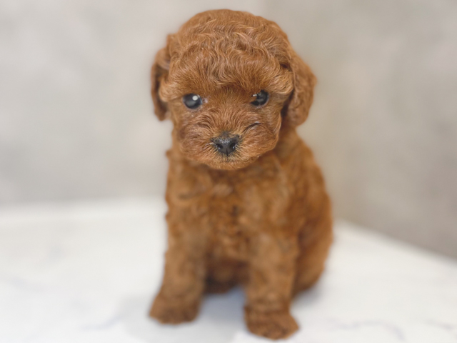 東京都のトイプードル(タイニー) (ペッツファーストららぽーと立川立飛店/2026年2月16日生まれ/女の子/レッド)の子犬の1枚目の画像