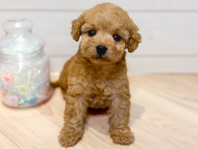 トイプードルミックス