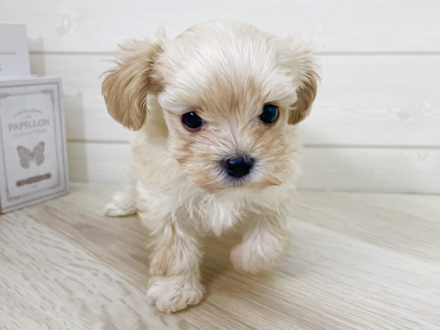 大阪府のマルプー(マルチーズ×プードル) (ペッツファースト寝屋川店/2026年2月15日生まれ/女の子/アプリコット)の子犬の1枚目の画像