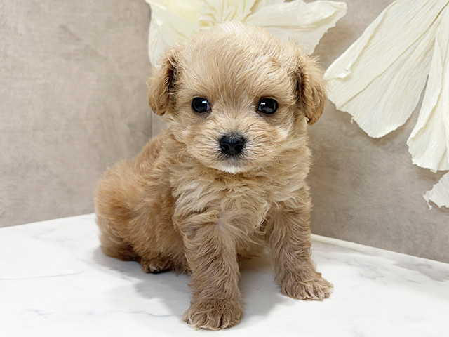 兵庫県のチワプー/プーチー(チワワ×プードル) (ペッツファースト神戸三宮センター街店/2026年2月16日生まれ/男の子/アプリコット)の子犬