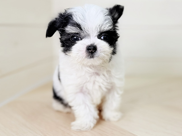 大阪府のチワマル/マルチワ(チワワ×マルチーズ) (ペッツファースト寝屋川店/2026年2月15日生まれ/女の子/ホワイトブラック)の子犬の1枚目の画像