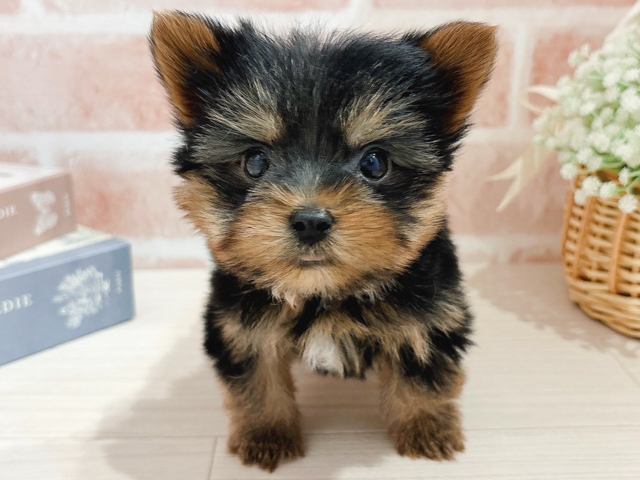 東京都のヨークシャーテリア (ペッツファースト自由が丘店/2026年2月16日生まれ/男の子/スチールブルータン)の子犬の1枚目の画像