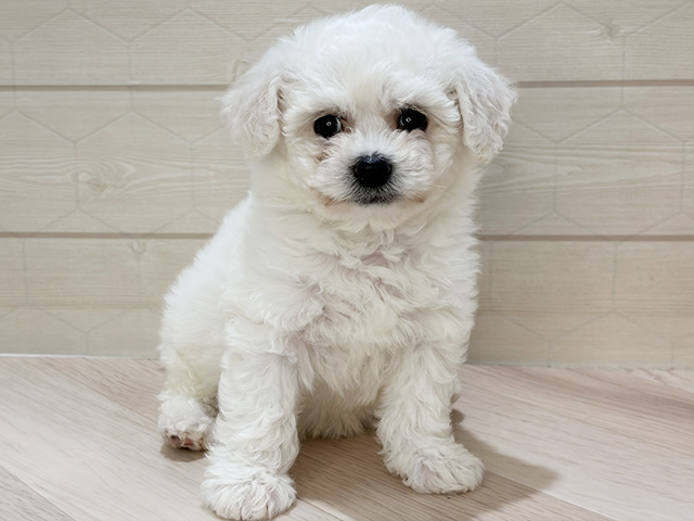 埼玉県のビションフリーゼ (ペッツファーストレイクタウン店/2026年2月15日生まれ/女の子/ホワイト)の子犬の1枚目の画像