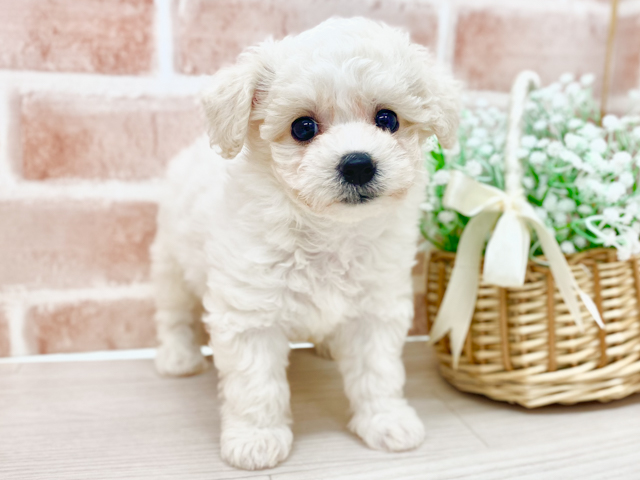 ビションフリーゼ