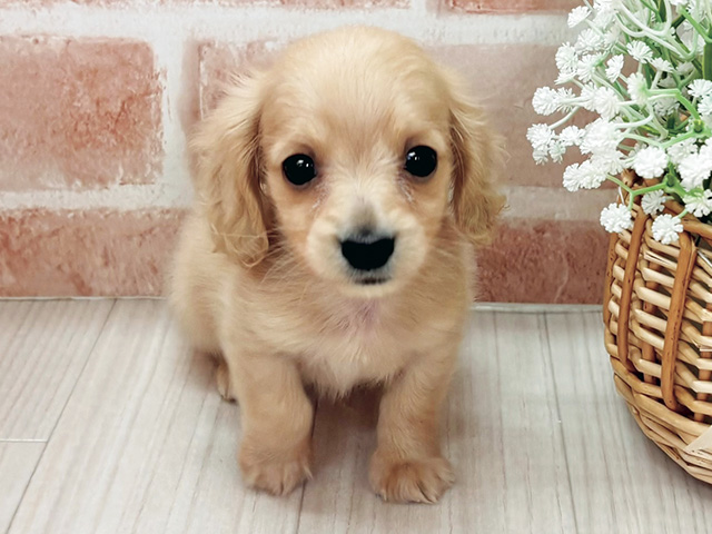 埼玉県のカニンヘンダックスフンド(ロング) (ペッツファースト川越店/2026年2月16日生まれ/男の子/イエロー)の子犬の1枚目の画像