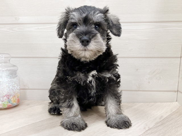 ミニチュアシュナウザー