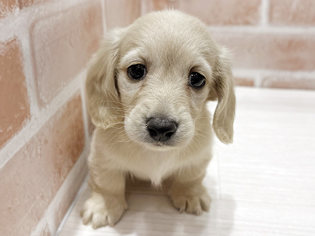 福岡県のカニンヘンダックスフンド(ロング) (ペッツファースト筑紫野店/2026年2月16日生まれ/女の子/イエロー)の子犬の1枚目の画像