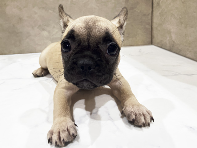 フレンチブルドッグ