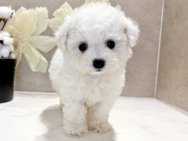 兵庫県のビションフリーゼ (ペッツファースト神戸三宮センター街店/2026年2月16日生まれ/女の子/ホワイト)の子犬の1枚目の画像