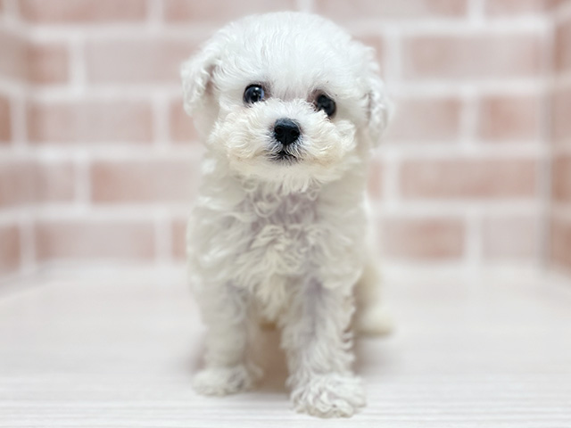 ビションフリーゼ