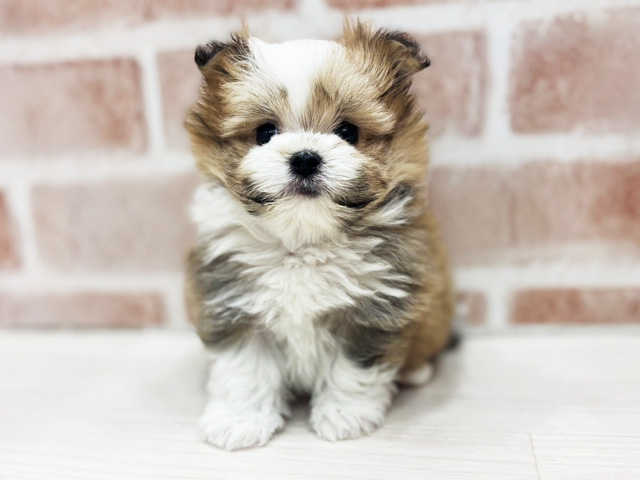 大阪府のポメマル/マルポメ(ポメラニアン×マルチーズ) (ペッツファースト北心斎橋店/2026年2月16日生まれ/女の子/パーティーカラー)の子犬の1枚目の画像