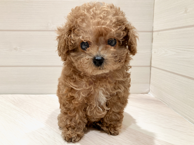 東京都のトイプードル(ティーカップ) (ペッツファースト豊洲店/2026年2月14日生まれ/女の子/アプリコット)の子犬の1枚目の画像