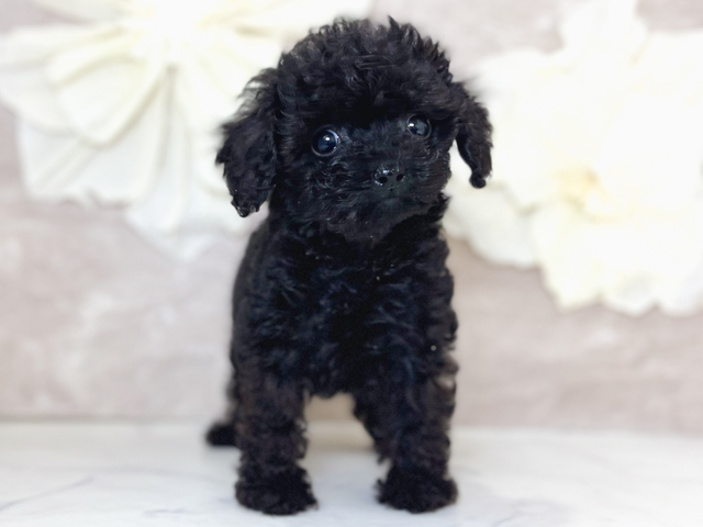 トイプードル