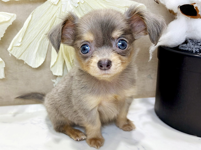 兵庫県のチワックス(チワワ×ダックス) (ペッツファースト神戸三宮センター街店/2026年2月16日生まれ/女の子/イザベラタン)の子犬の1枚目の画像