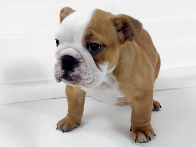 京都府のブルドッグ (ペッツファースト京都八幡店/2026年2月17日生まれ/女の子/レッドホワイト)の子犬の1枚目の画像