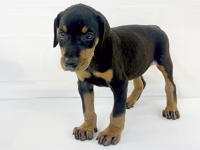 ドーベルマン, 性別 女の子, 誕生日 2026/02/18, 毛色 ブラックタン, 出身 大阪府, 店舗 京都八幡店(京都府), お問い合わせ番号 200417318