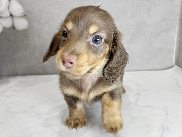 愛知県のカニンヘンダックスフンド(ロング) (ペッツファースト名古屋栄店/2026年2月16日生まれ/男の子/チョコレートタン)の子犬の1枚目の画像