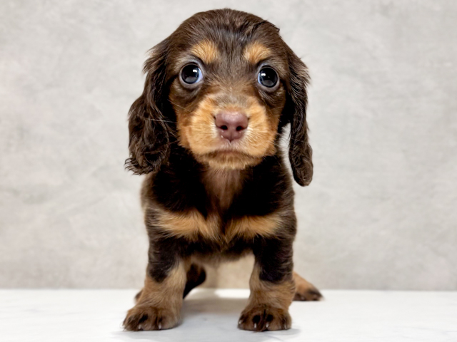 東京都のカニンヘンダックスフンド(ロング) (ペッツファースト神楽坂店/2026年2月16日生まれ/女の子/チョコレートタン)の子犬の1枚目の画像