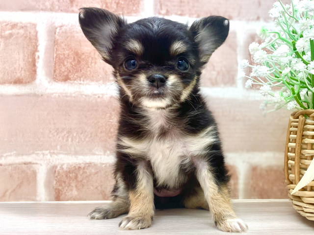 埼玉県のチワワ(ロング) (ペッツファースト川越店/2026年2月17日生まれ/女の子/ブラックタンホワイト)の子犬の1枚目の画像