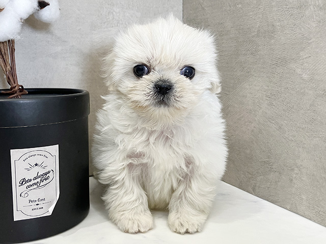 広島県のペキプー(ペキニーズ×プードル) (ペッツファースト広島祇園店/2026年2月16日生まれ/男の子/クリーム)の子犬の1枚目の画像