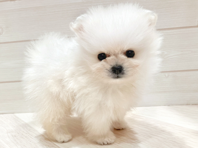 東京都のポメラニアン (ペッツファースト豊洲店/2026年2月17日生まれ/男の子/クリーム)の子犬の1枚目の画像