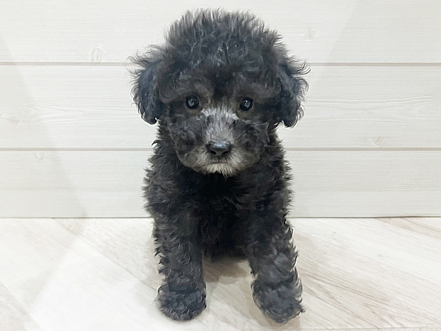 福岡県のトイプードル(タイニー) (ペッツファースト福岡天神店/2026年2月16日生まれ/女の子/シルバー)の子犬の1枚目の画像