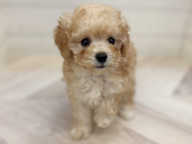トイプードル