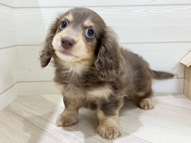 カニヘンダックスフンド