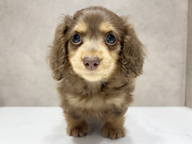 カニヘンダックスフンド