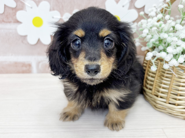 鹿児島県のカニンヘンダックスフンド(ロング) (ペッツファースト鹿児島店/2026年2月16日生まれ/女の子/ブラックタン)の子犬の1枚目の画像