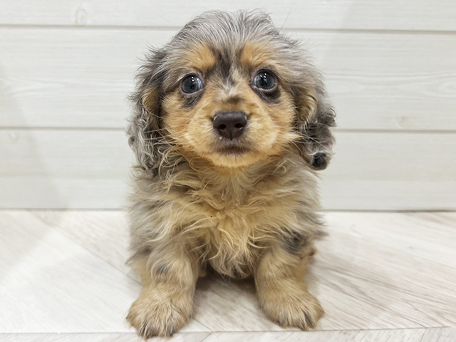 カニヘンダックスフンド