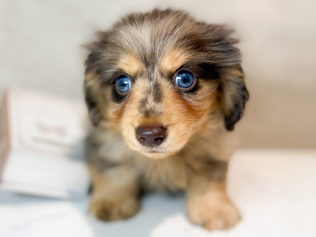 東京都のカニンヘンダックスフンド(ロング) (ペッツファースト原宿店/2026年2月17日生まれ/男の子/チョコレートダップル)の子犬の1枚目の画像