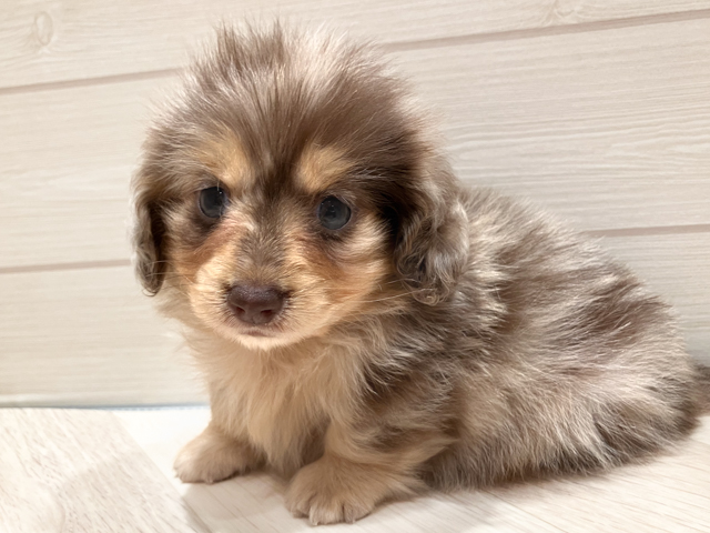 東京都のカニンヘンダックスフンド(ロング) (ペッツファースト豊洲店/2026年2月17日生まれ/女の子/イザベラダップル)の子犬の1枚目の画像