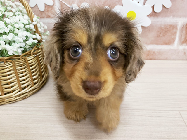 カニヘンダックスフンド