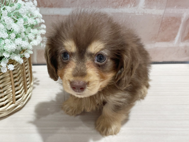 カニヘンダックスフンド