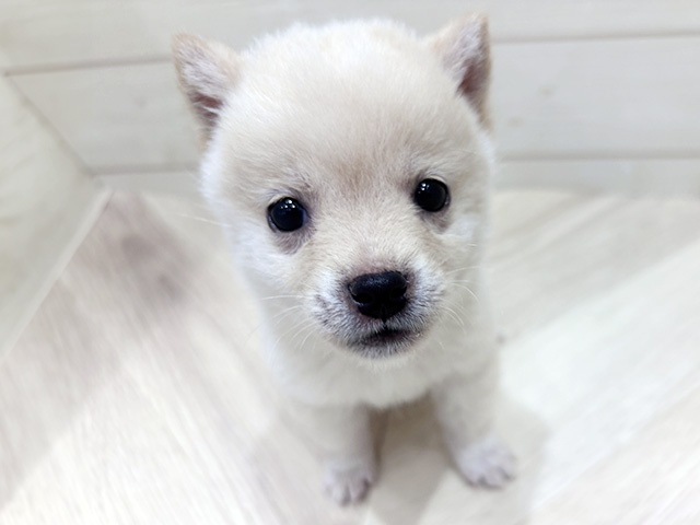 広島県の豆柴 (ペッツファースト広島府中店/2026年2月17日生まれ/女の子/白)の子犬の1枚目の画像