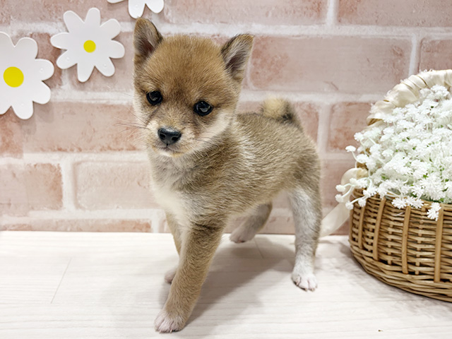 福岡県の豆柴 (ペッツファースト筑紫野店/2026年2月17日生まれ/女の子/赤)の子犬の1枚目の画像