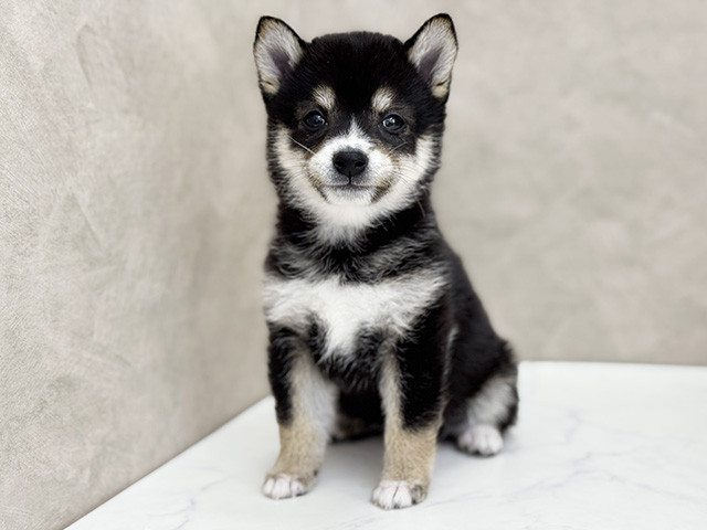 大阪府の豆柴 (ペッツファースト東大阪店/2026年2月15日生まれ/女の子/黒)の子犬の1枚目の画像